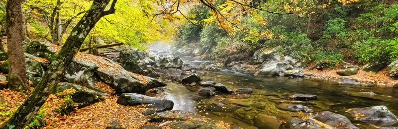 Central Virginia creek and woodland